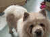 Chow chow