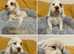 Kc registered females available to forever homes