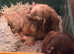 Ready now stunning chocolate wire coat Dachshund girl