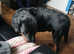 Rottweiler male 9 months