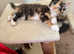 Kittens