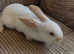 Litter of 5 beautiful mixed breed giant bunnies