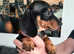 2 male dachshunds