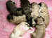 Lhasa Apso, Malshi x puppies.