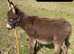 2 x Lovely Jack Foals