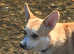 Gorgeous male Corgi re-advertised due to time wasters