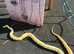 RETICULATED PYTHON