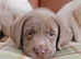 Stunning Health Tested Silver, Champagne & White Labrador Puppies