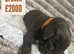14 Great Dane Puppies