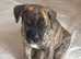 Ready to leave reverse black brindle American bulldog x cane corso puppy
