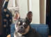 Beautiful French bulldog