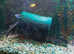 STILL AVAILABLE 2 X Raphael Huge Female Catfish over 12 years old - Area Plymouth St Budeaux, for £40 each