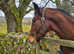 Lovely mare ride/drive/sulky