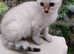 TICA REGISTERED PURE BENGAL SNOW MALE KITTEN AVAILABLE