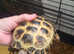 Male tortoise  4 years old needs  loving  home