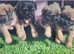 Border terrier pups for sale