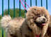 Stunning lilac chow chow female 8 months old