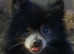 Pomeranian STUD KC Reg & Proven