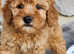 Family raised, awesome, healthy Toy Poodle puppies