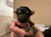 Miniature/micro chockie puppies