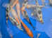 Koi carp - pond fish joblot - Bedworth