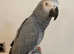 Young Friendly cuddly Super Tame African Grey Parrot