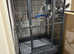 Tamed Talking African Grey Parrot with Cage