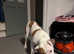6 month old American bulldog