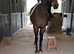 Smart 15.3 7yo Irish ROR gelding
