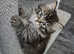Stunning Siberian kittens