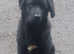 Mastiff puppy male