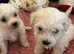 Pedigree bichon frise boy puppies