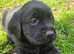 Beautiful Black Lab Puppies Ready NOW