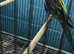 Golden rosella pair Glasgow