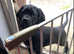 Pedigree Cane Corso Pups for Sale