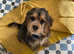 American cocker spaniel