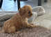 Fantastic Cavapoo Puppies
