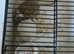 3 young male gerbils