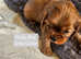 KC Registered Cavalier Puppies from Champ line