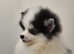 Tiny toy F4 POMSKY PUPPIES