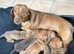 Five stunning pups