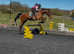 16.3 Irish sport horse gelding happy hacker /alrounder