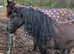 Head turner hairy fell pony (not a child's ride)