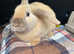 Male bunny