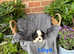 Ready Now - Cavalier King Charles boys & girls
