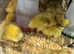 Pre-order for cherry valley ducklings