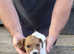 Lakeland puppies