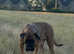 6 week old presa puppies