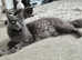Maincoon Gccf active female
