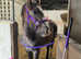Irish draught yearling filly